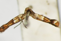 Phyllonorycter iriphanes