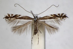 Micrurapteryx kollariella