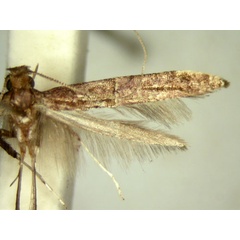 /filer/webapps/moths_gc/media/images/P/poecilostola_Caloptilia_HT_TMSA5657.jpg