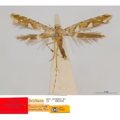 /filer/webapps/moths_gc/media/images/T/trapezoides_Acrocercops_ST_ANIC.jpg