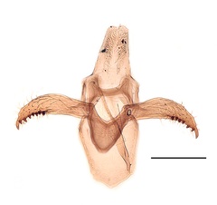 /filer/webapps/moths_gc/media/images/C/cavella_Phyllonorycter_GM_Kirichenko-et-al_2019_24.jpg