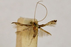 Acrocercops laciniella