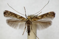 Caloptilia semifascia