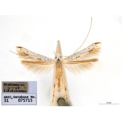 /filer/webapps/moths_gc/media/images/H/habropahes_Cuphodes_A_A143_ANIC.jpg