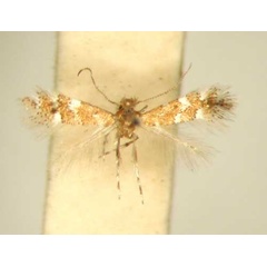 /filer/webapps/moths_gc/media/images/L/lantanae_Phyllonorycter_HT_TMSA6377.jpg