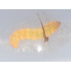 /filer/webapps/moths_gc/media/images/M/malvavisci_Telamoptilia_larva2_Eiseman-etal_2025_703_BlbeiK1.jpg