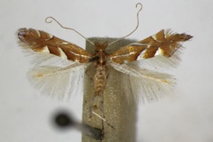 Phyllonorycter belotella