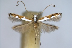Dialectica japonica
