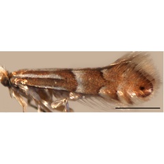 /filer/webapps/moths_gc/media/images/S/similis_Phyllonorycter_A_Kirichenko-et-al_2019_14.jpg