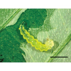 /filer/webapps/moths_gc/media/images/I/indistincta_Phyllocnistis_larva_KIrichenko-et-al_2018_90.jpg