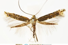 Polysoma heliopla