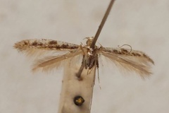 Aspilapteryx tessellata