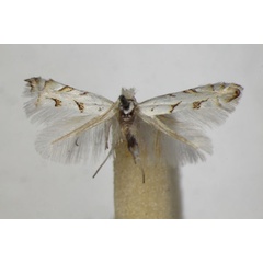 /filer/webapps/moths_gc/media/images/A/abrasella_Phyllonorycter_A_ZSM_2.jpg