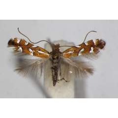 /filer/webapps/moths_gc/media/images/S/sublautella_Phyllonorycter_A_ZSM_2.jpg