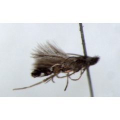 /filer/webapps/moths_gc/media/images/H/homotropha_Porphyrosela_NT_ZMHB.jpg