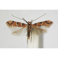 /filer/webapps/moths_gc/media/images/T/trifasciella_Phyllonorycter_A_ZSM_4.jpg