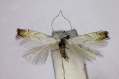 Phyllonorycter harrisella