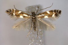 Phyllonorycter alpina