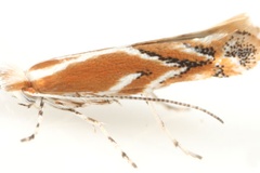 Cameraria arizonella