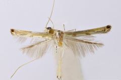 Acrocercops insulella