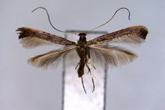 Caloptilia soyella