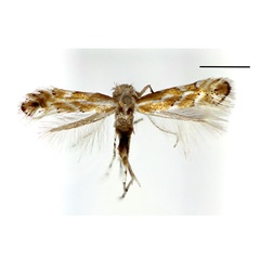 /filer/webapps/moths_gc/media/images/O/ostryae_Phyllonorycter_A_Kim-etal_2024_400.jpg