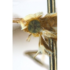 /filer/webapps/moths_gc/media/images/B/breynella_Diphtheroptila_PT3_head2_ANIC.jpg