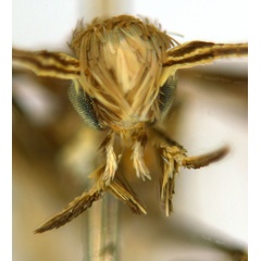 /filer/webapps/moths_gc/media/images/C/crotonella_Diphtheroptila_PT2_head1_ANIC.jpg