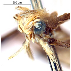 /filer/webapps/moths_gc/media/images/G/glochidia_Diphtheroptila_PT1_head2_ANIC.jpg