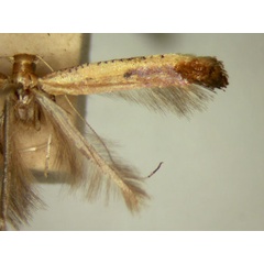 /filer/webapps/moths_gc/media/images/P/prosticta_Caloptilia_MT_TMSA5633.jpg