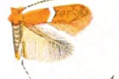 Cameraria fasciella