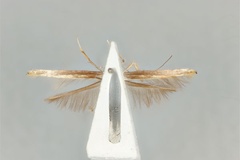 Cuphodes pyrochroma