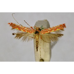 /filer/webapps/moths_gc/media/images/P/polyplaca_Macarostola_HT_BMNH(E)-1055795.jpg