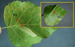 /filer/webapps/moths_gc/media/images/C/cavella_Phyllonorycter_mine_Kirichenko-etla_2019_35.jpg