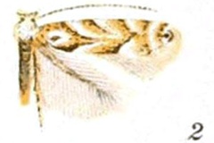 Phyllonorycter salicifoliella