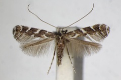 Leucospilapteryx omissella