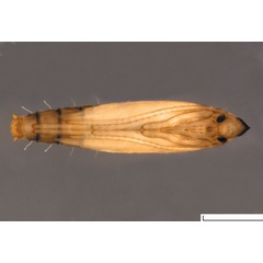 /filer/webapps/moths_gc/media/images/G/gracilistylella_Phyllocnstis_Pupa_Kirichenko-et-al_2018b_584.jpg