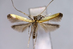 Caloptilia camphorae