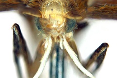 Neurostrota gunniella