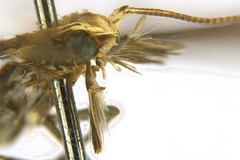 Diphtheroptila oxyloga