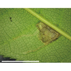 /filer/webapps/moths_gc/media/images/A/aesculi_Caloptilia_mine_Liao-et-al_2019_592.jpg