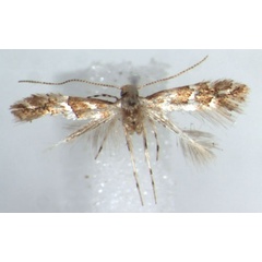 /filer/webapps/moths_gc/media/images/F/farensis_Phyllonorycter_HT_RMCAa.jpg