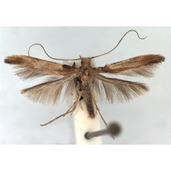 /filer/webapps/moths_gc/media/images/C/coruscans_Caloptilia_A_WJDP.jpg