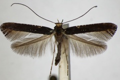 Caloptilia semifascia
