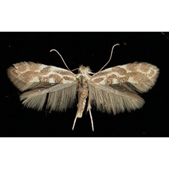 /filer/webapps/moths_gc/media/images/C/connexella_Phyllonorycter_A_Schliffers21021951_MHNG.jpg