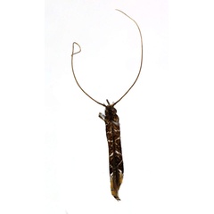 /filer/webapps/moths_gc/media/images/C/cramerella_Conopomorpha_A_JDP.jpg