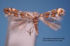 Phyllonorycter sorbicola