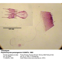 /filer/webapps/moths_gc/media/images/P/penangensis_Phyllonorycter_GF_HT_5904_EIHU.jpg