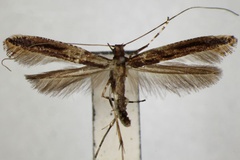 Caloptilia magnoliae