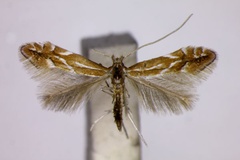 Phyllonorycter leucographella